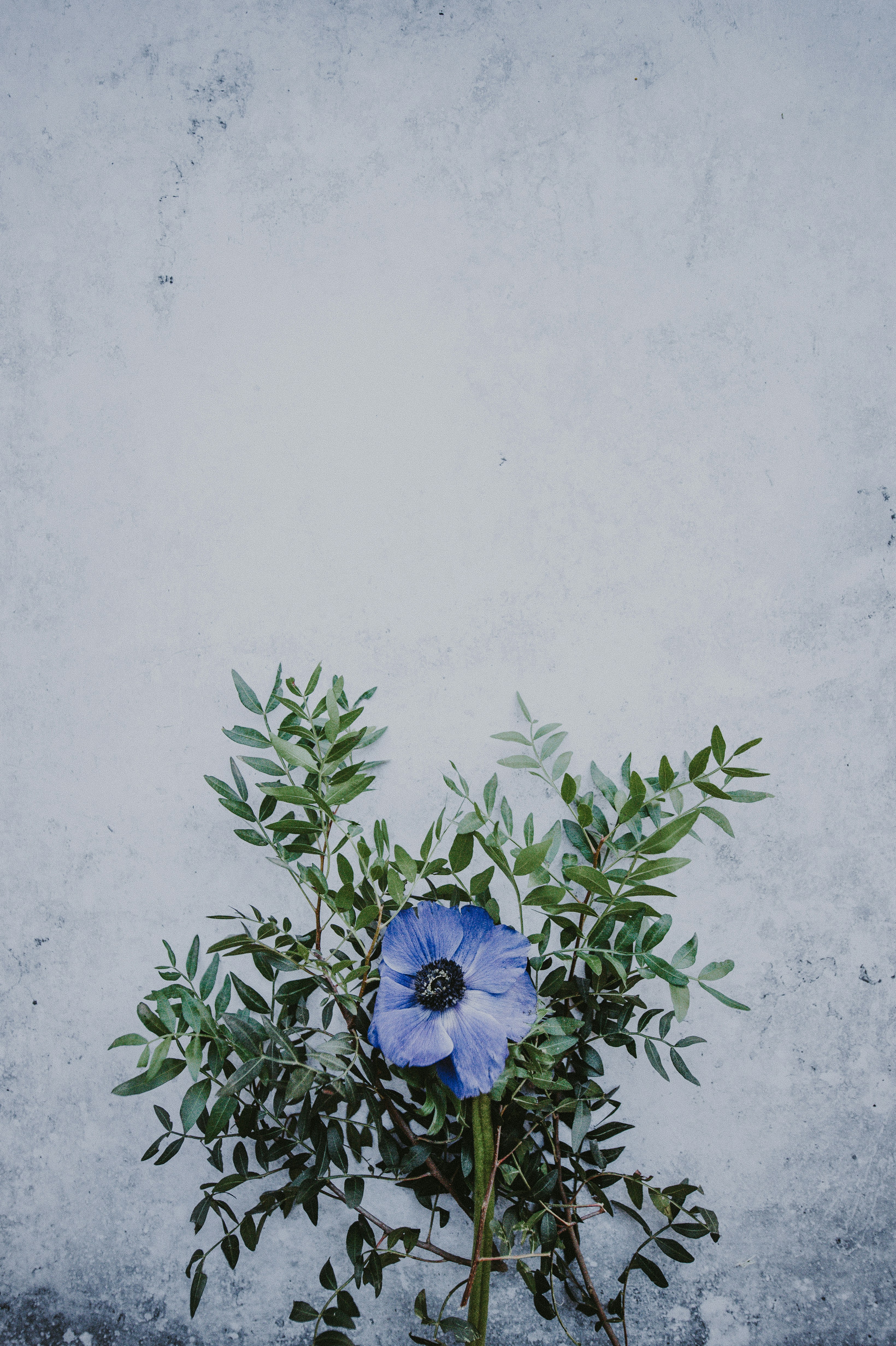 Download Mock Up Backgrounds | 24 best free background, plant, flower and texture photos on Unsplash