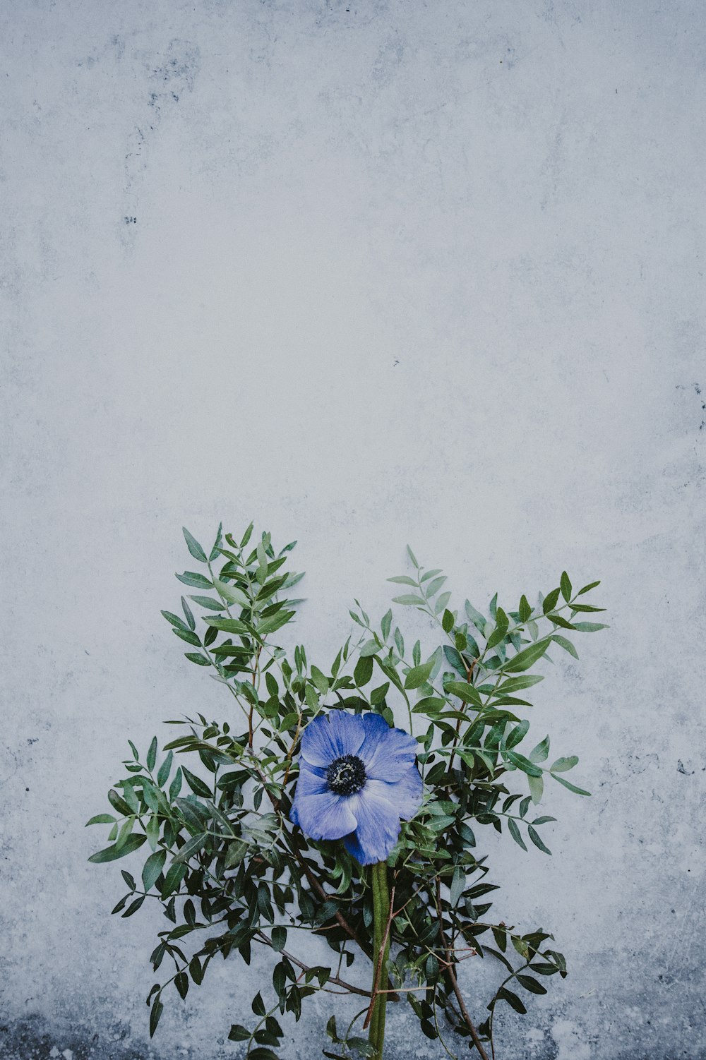 fotografia a fuoco superficiale di un fiore blu