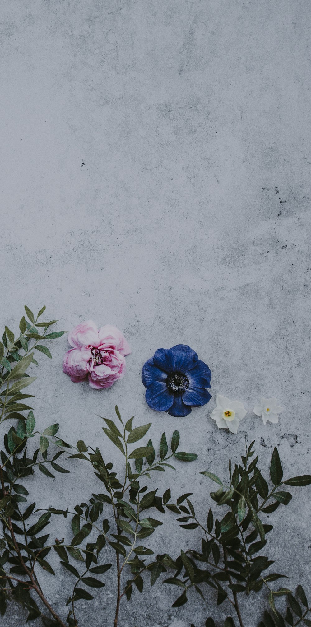 two white and pink petaled flowers on wall