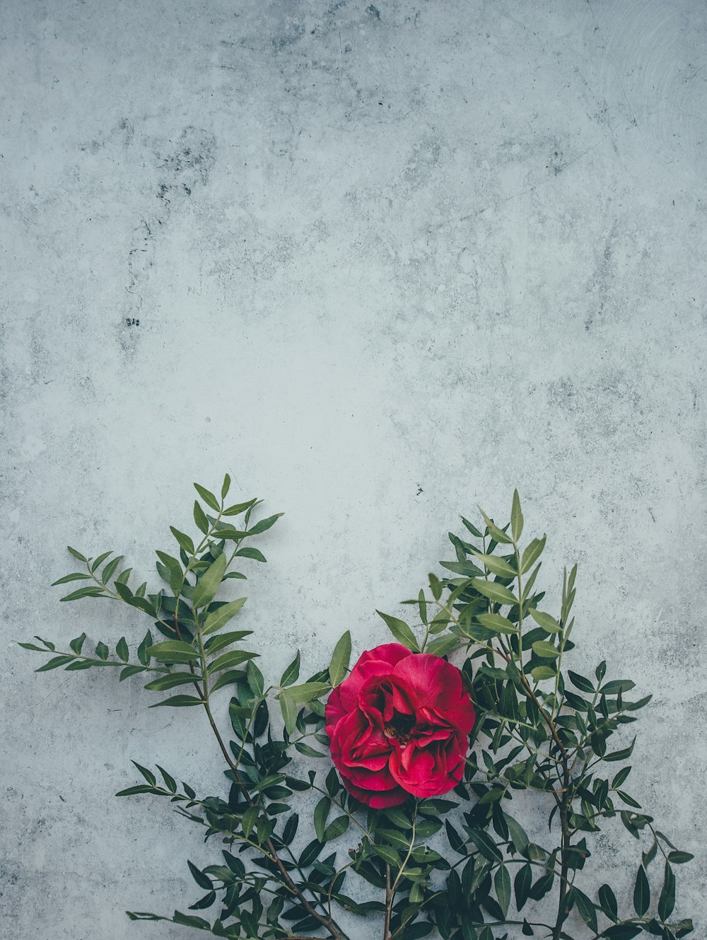 red flower with green leaf