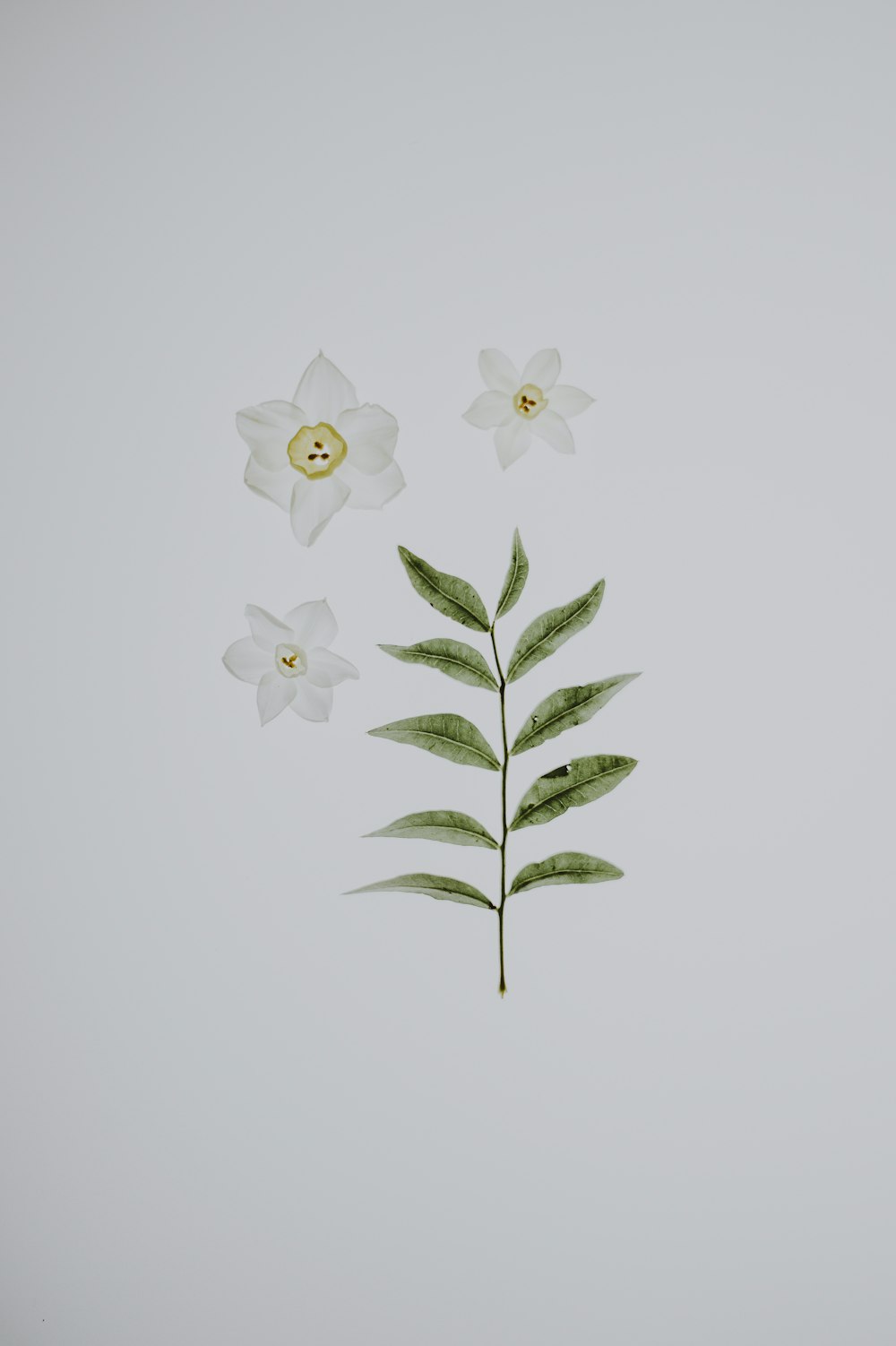 흰 꽃과 나뭇잎의 평평한 누워있는 사진