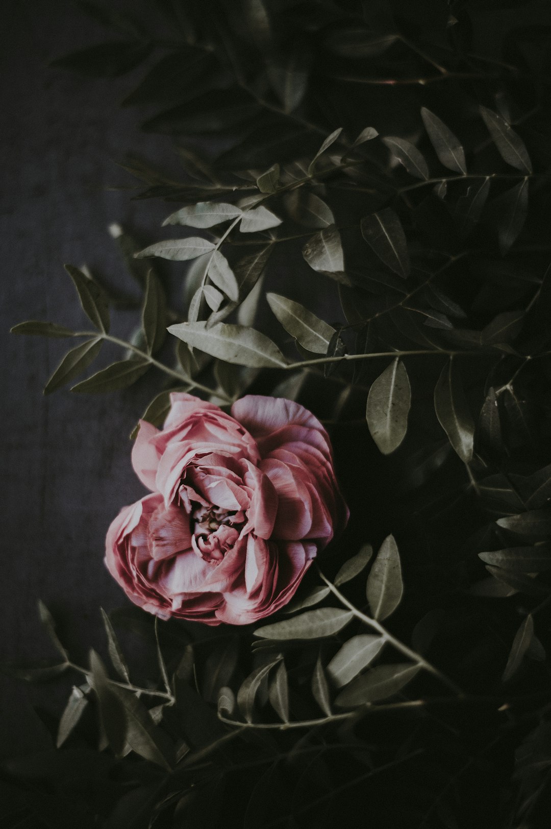 photo of pink petaled flower