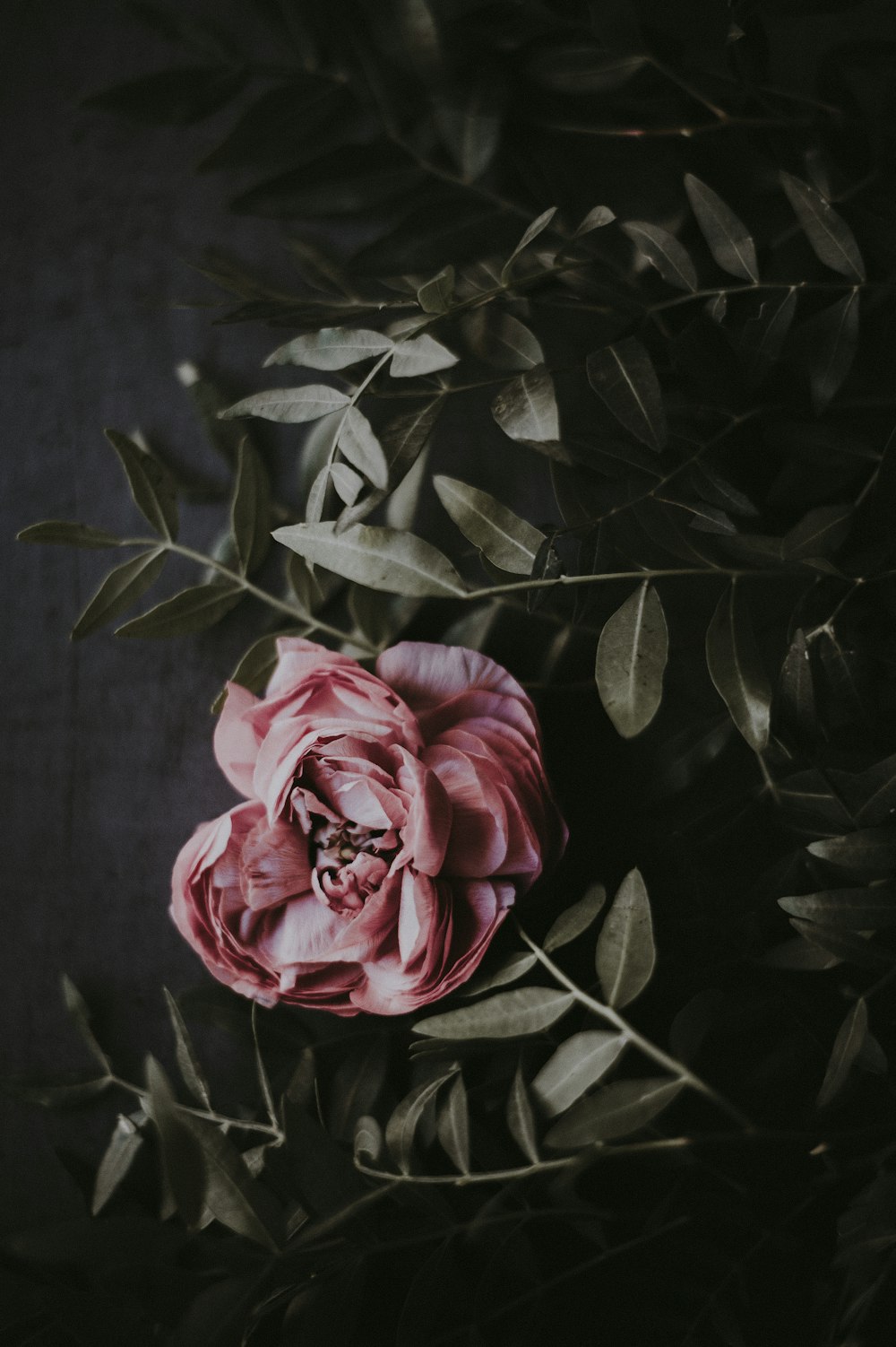foto da flor de pétala rosa