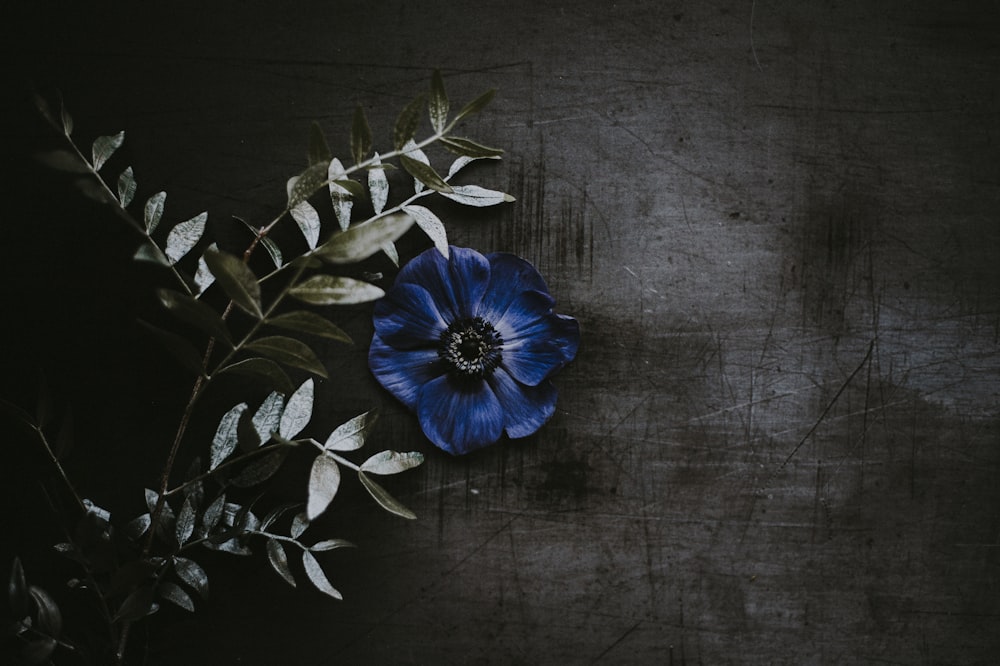 flor azul junto a hojas verdes