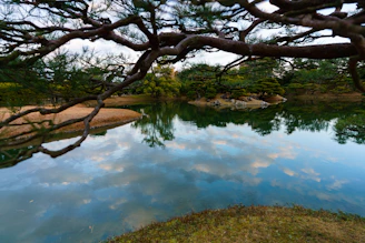 A serene pond reflecting the midnight green canopy and flickering lanterns above.