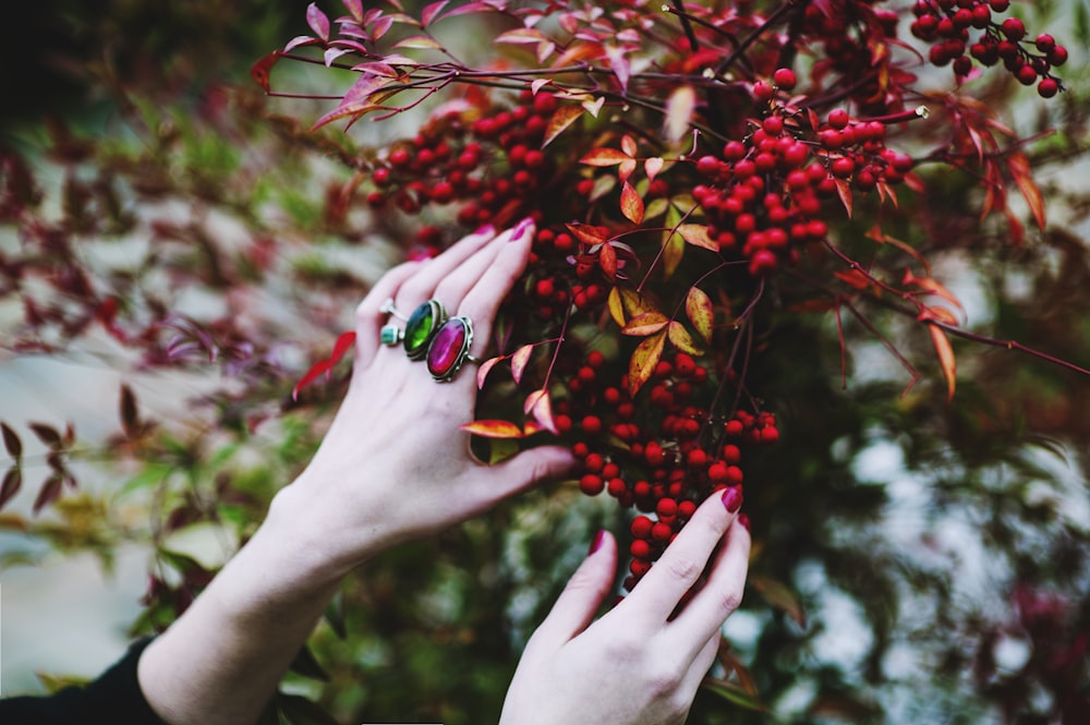 person holding red berries