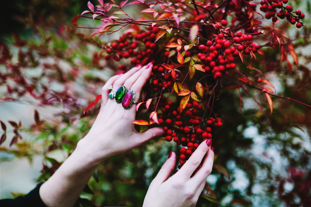 person holding red berries