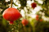 Close-up of ripe pomegranates hanging on a lush Persian garden tree.