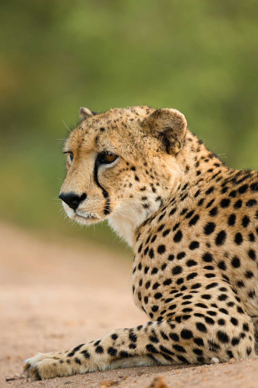 Photographie à mise au point peu profonde de guépard