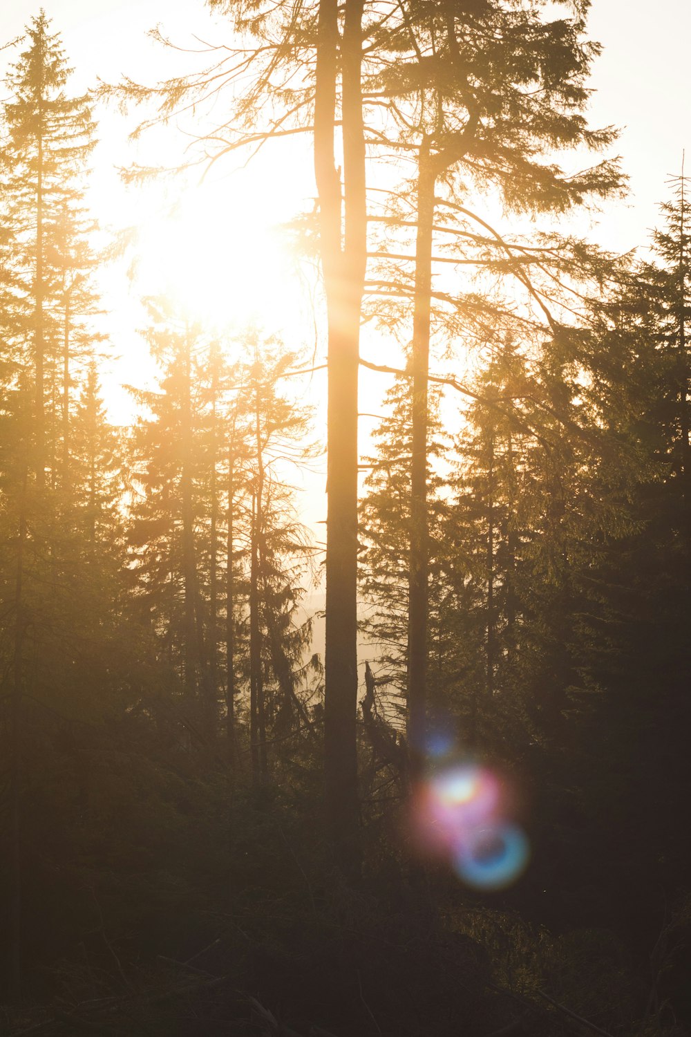 green pine trees during daytime