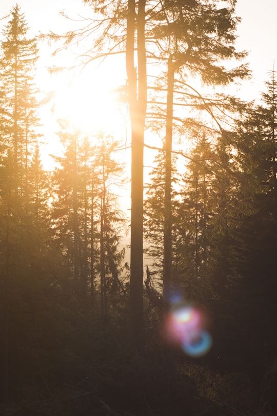 green pine trees during daytime in Siriu Romania