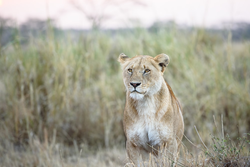 photo of white and brown lion on grass