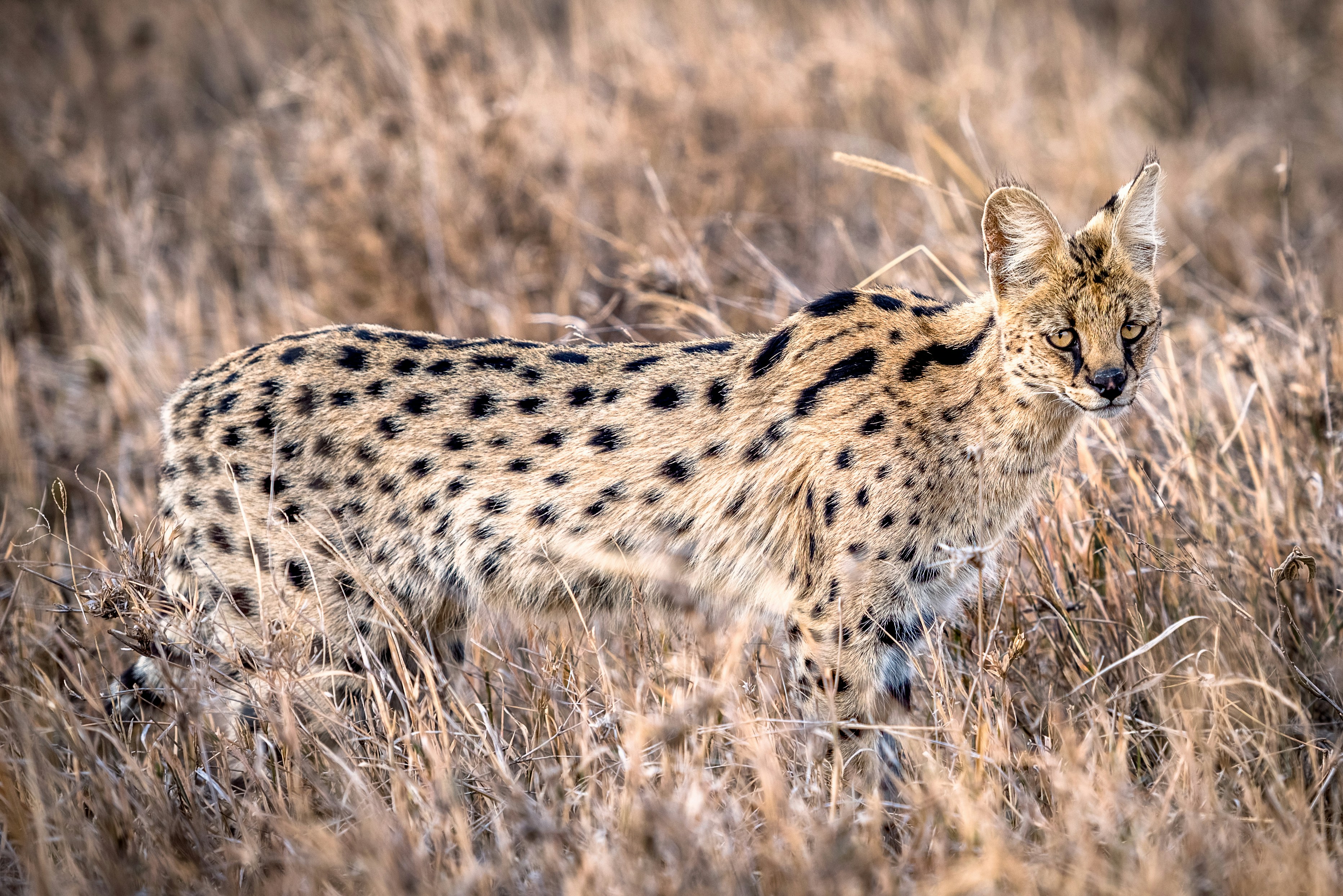 cheetah