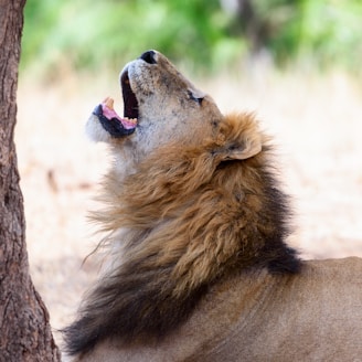 A powerful male lion roaring with his mane flowing in the wind.