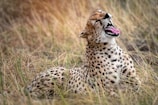 cheetah resting on grasses