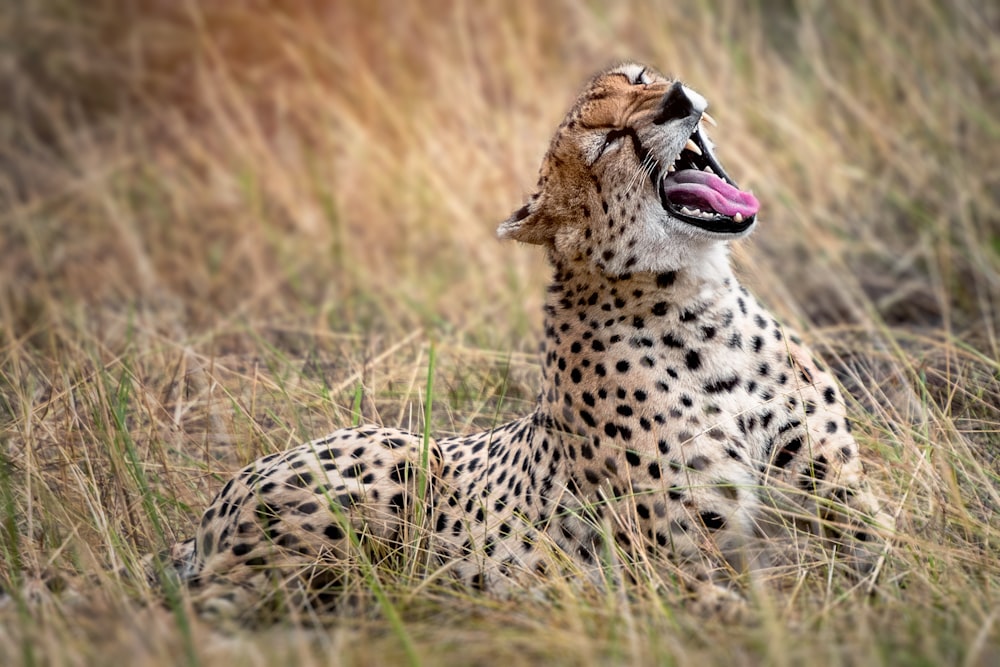 guépard se reposant sur les herbes