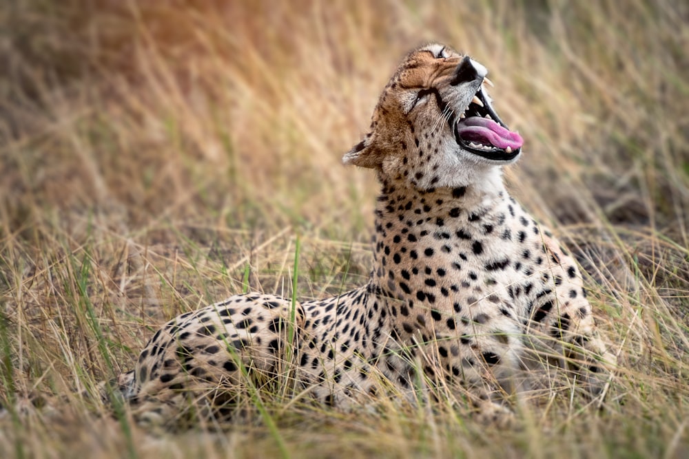 Gepard ruht sich auf Gräsern aus