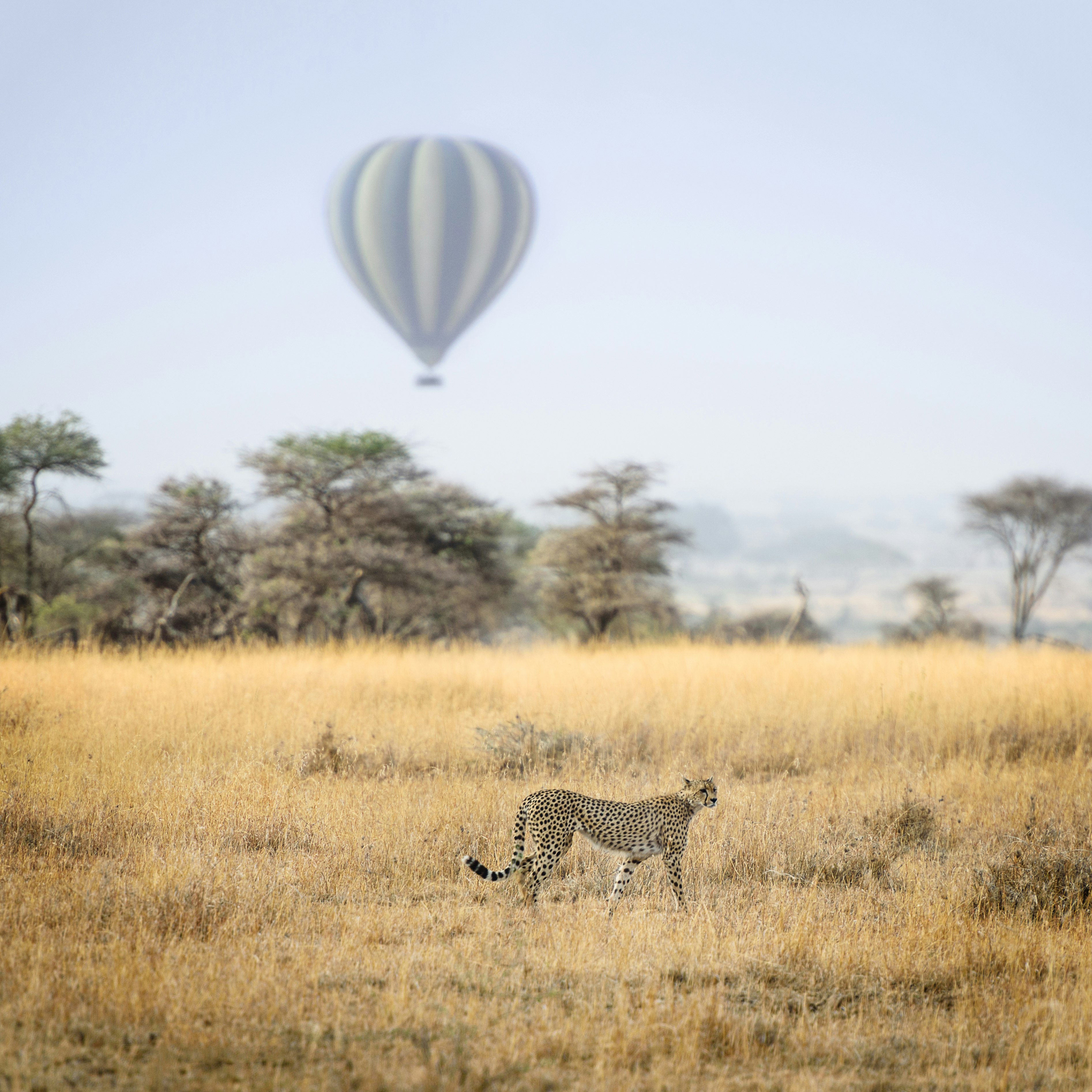 cheetah standing on grass plains during daytime
