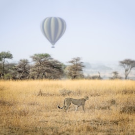 A cheetah strides gracefully across a golden savannah, with acacia trees scattered in the background. A hot air balloon floats serenely in the sky, adding a sense of adventure to the scene.
