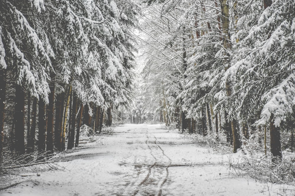 road in between pine trees covered with snow