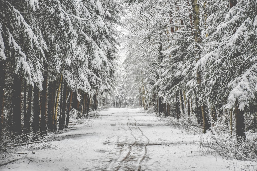 strada tra i pini coperti di neve