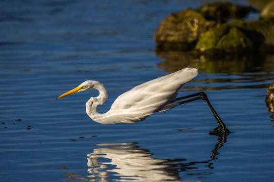 white crane reflection in water in Baja California Sur Mexico