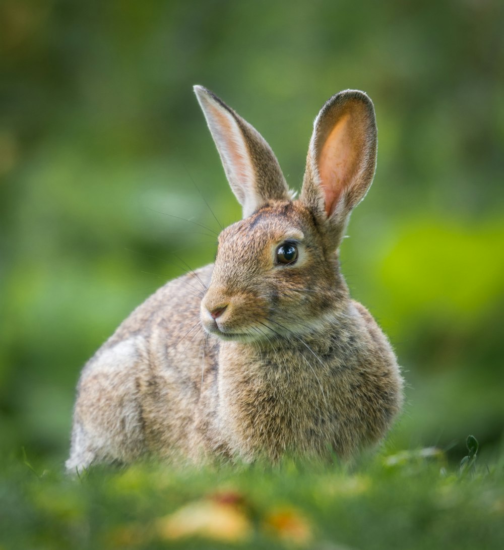 900+ Bunny Images Download HD Pictures & Photos on Unsplash