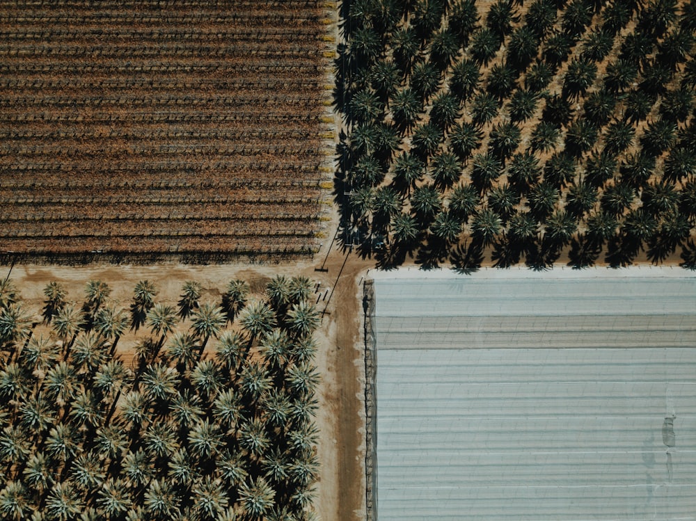 aerial view of green trees