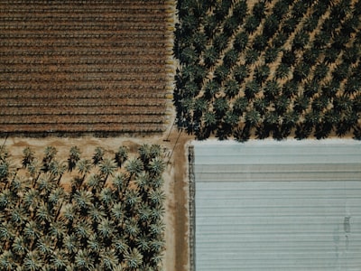 aerial view of green trees coachella google meet background