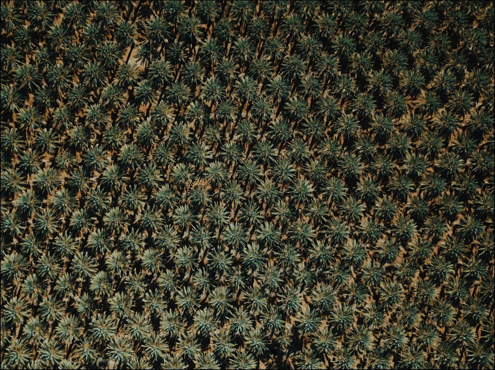 bird's eye view photography of palm trees