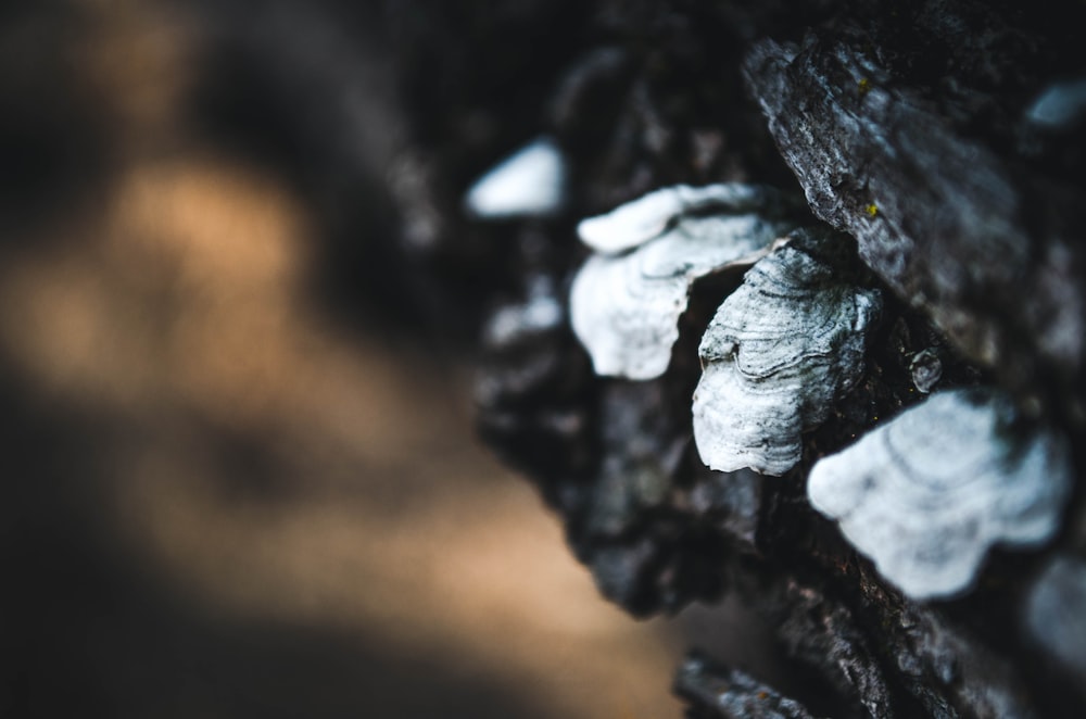a close up of a rock with white rocks on it