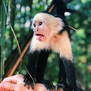 shallow focus photography of black and white monkey on person's right arm