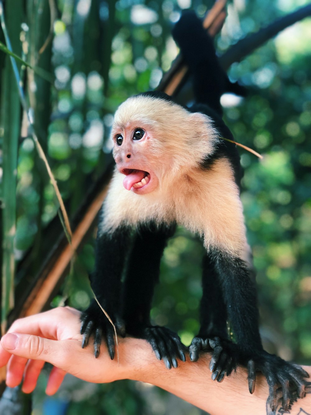 shallow focus photography of black and white monkey on person's right arm