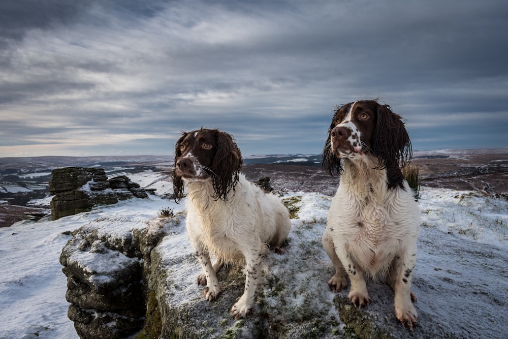 two long-coated white dogs during daytime