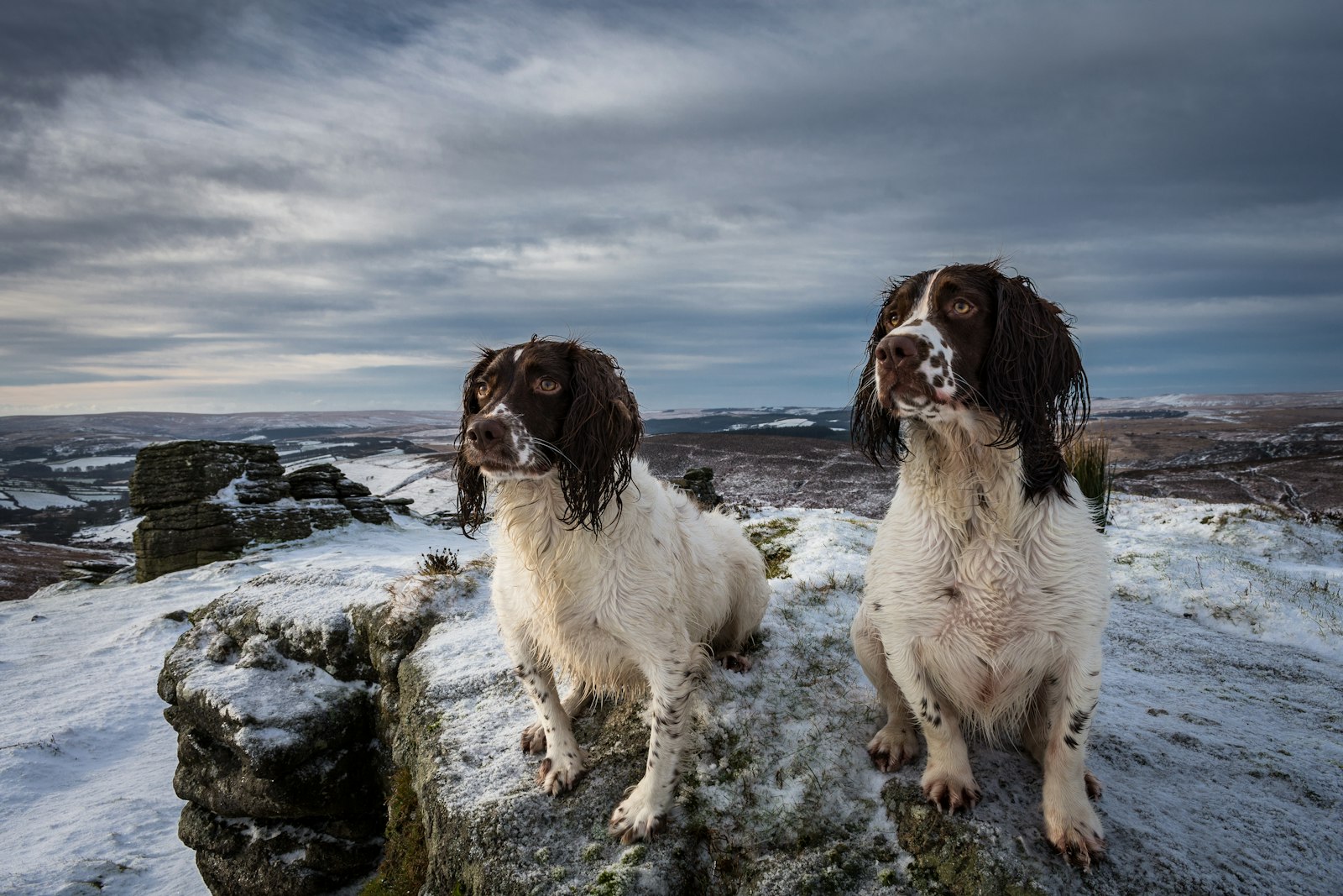 Nikon D7200 + Nikon AF-S DX Nikkor 18-55mm F3.5-5.6G II sample photo. Two long-coated white dogs photography