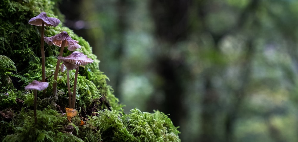 shallow focus of mushroom