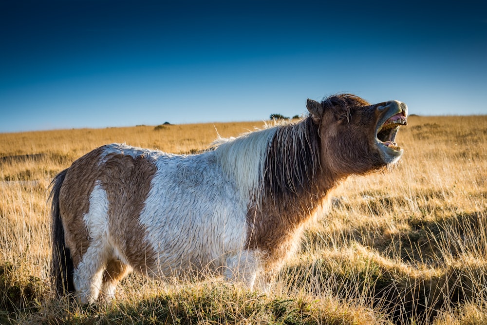 brown and white cow