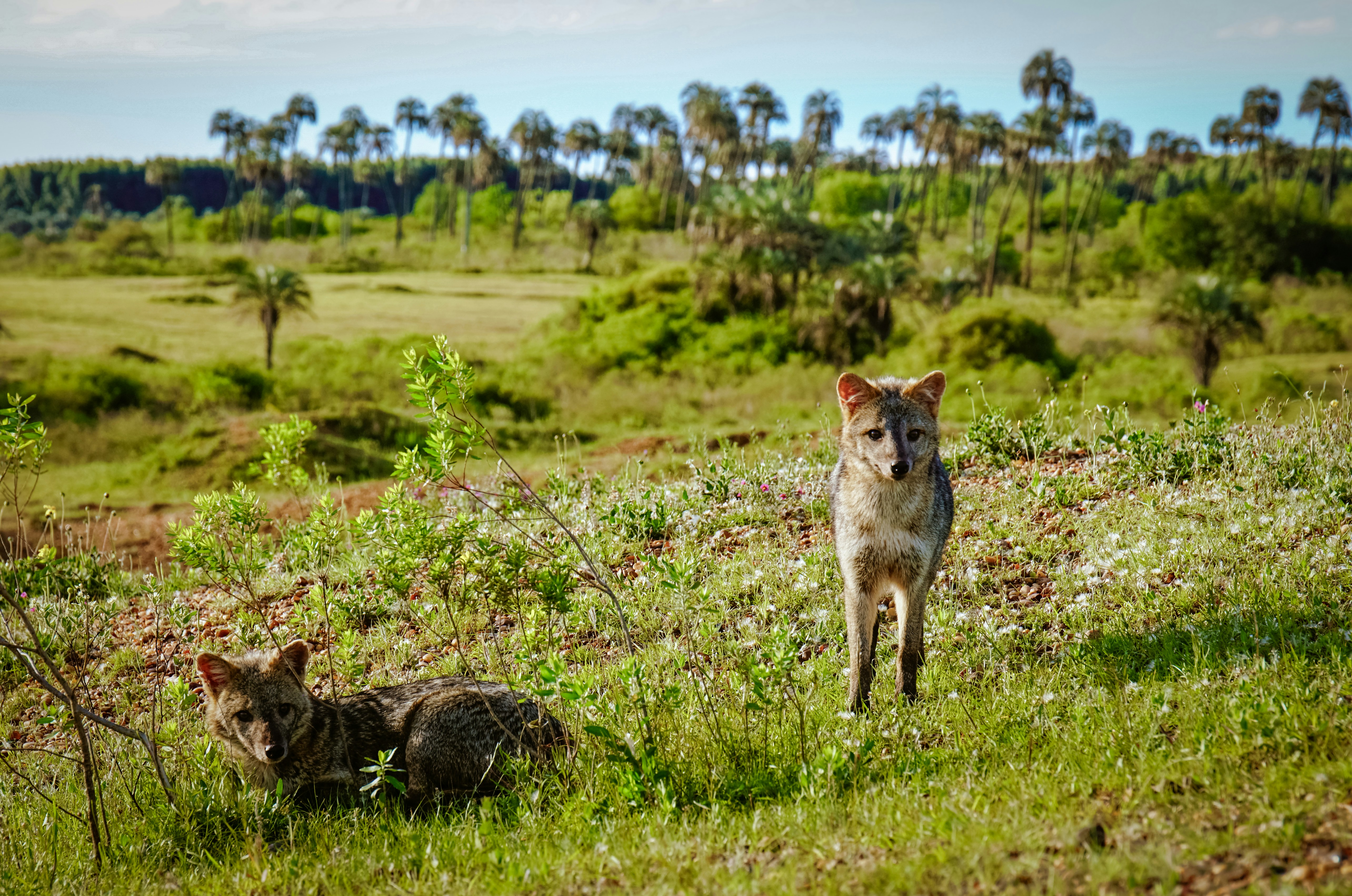 wildlife photography of brown coyote