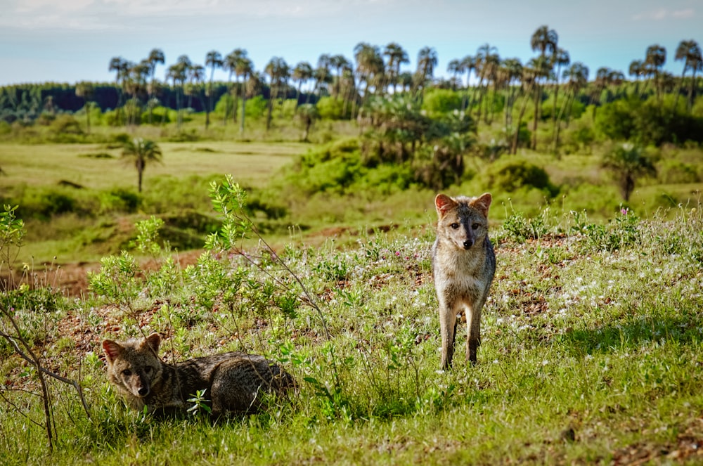 wildlife photography of brown coyote