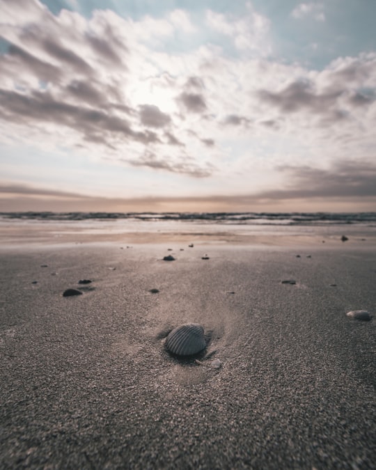 seashell on the sore in Galveston United States