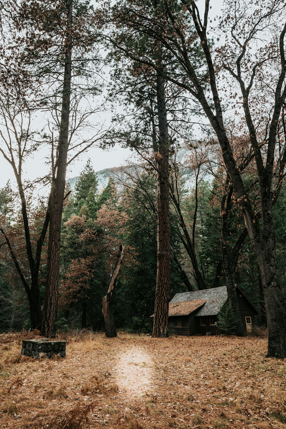 gray and black house near green leafed trees