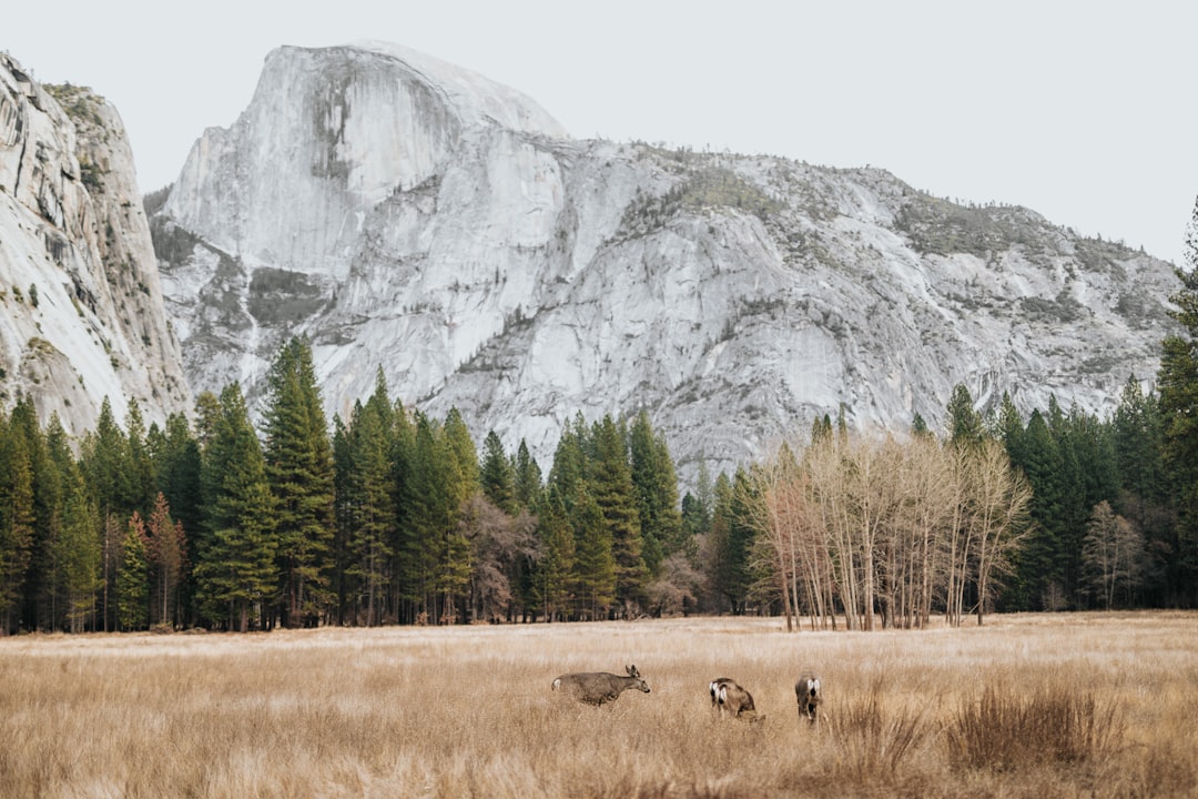 landscape photography of mountains,