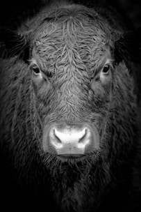 grayscale photo of buffalo
