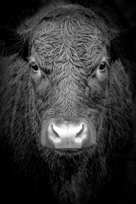 grayscale photo of buffalo