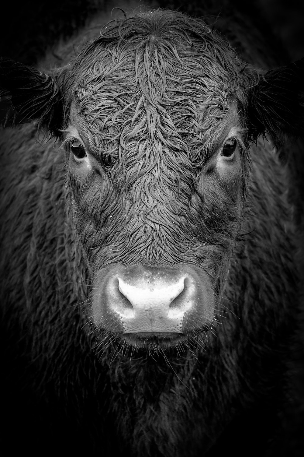 grayscale photo of buffalo