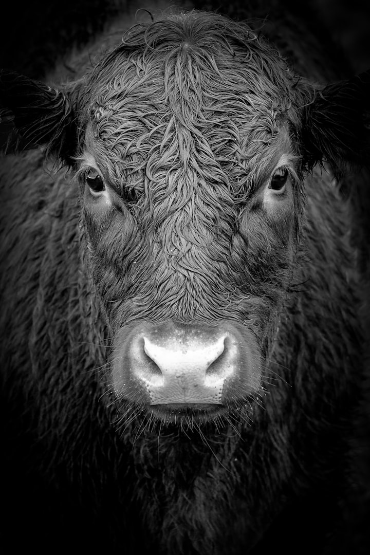 To Stone a Bull