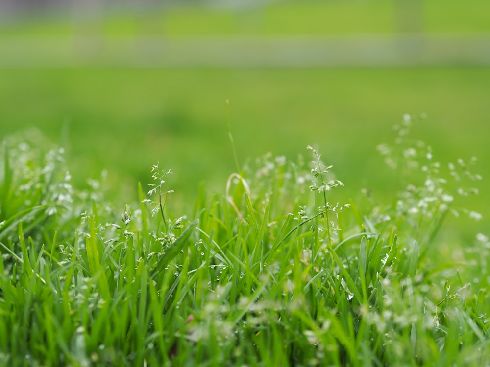 shallow focus photography of plant