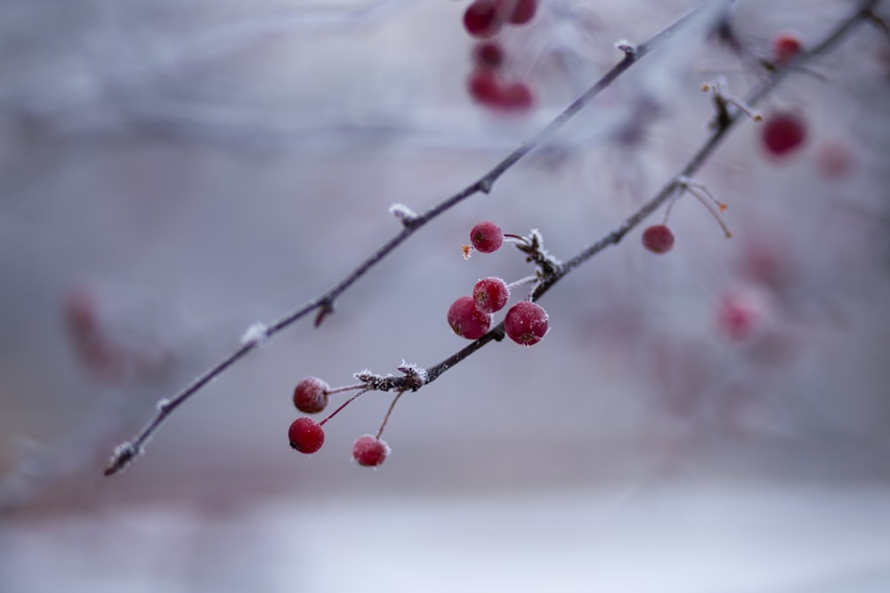 closeup photography of red buds