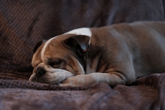 brown and tan short-coated dog lying down