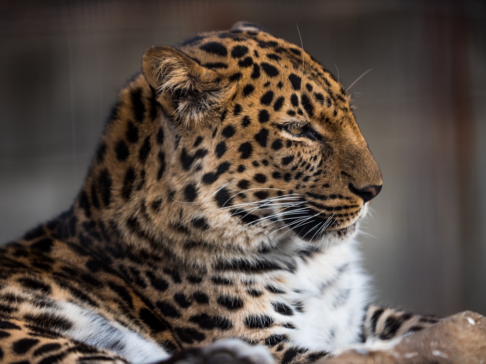 Fotografia de foco raso de leopardo